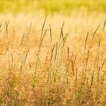 Backlit Prairie Grass