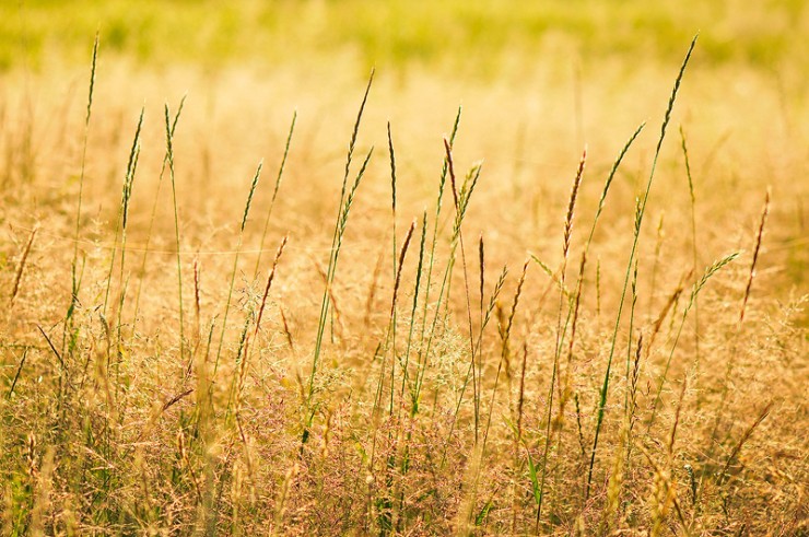 Backlit Prairie Grass