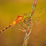 Dragonfly Horizontal