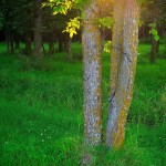 Through the Trees