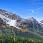 aspens