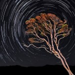 whariki-tree-startrails